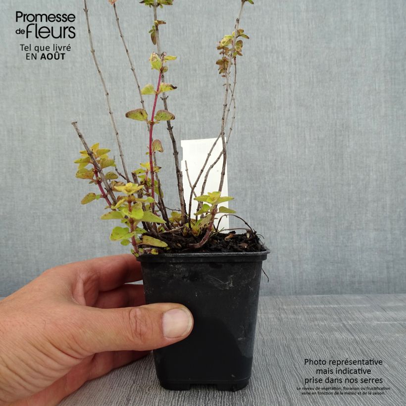 Exemplar von Gewöhnlicher Dost Norton Gold - Origanum Kleine Töpfe von 8/9 cm wie im Sommer geliefert