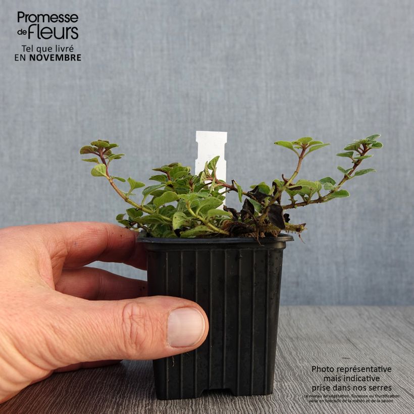 Exemplar von Gewöhnlicher Dost Hot and Spicy - Origanum vulgare Kleine Töpfe von 8/9 cm wie im Herbst geliefert