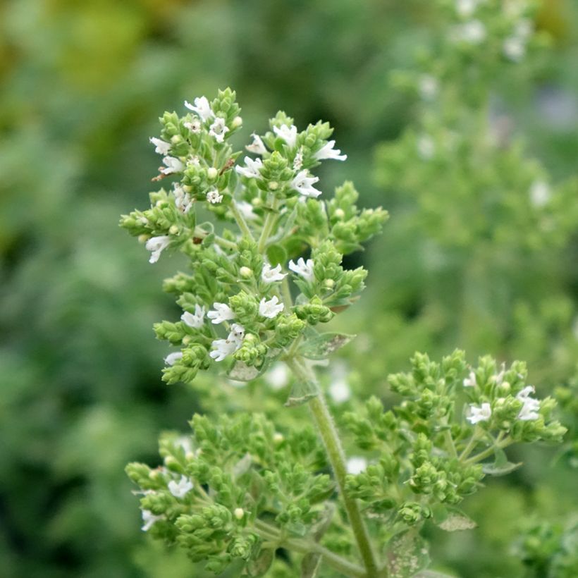 Gewöhnlicher Dost Hot and Spicy - Origanum vulgare (Blüte)