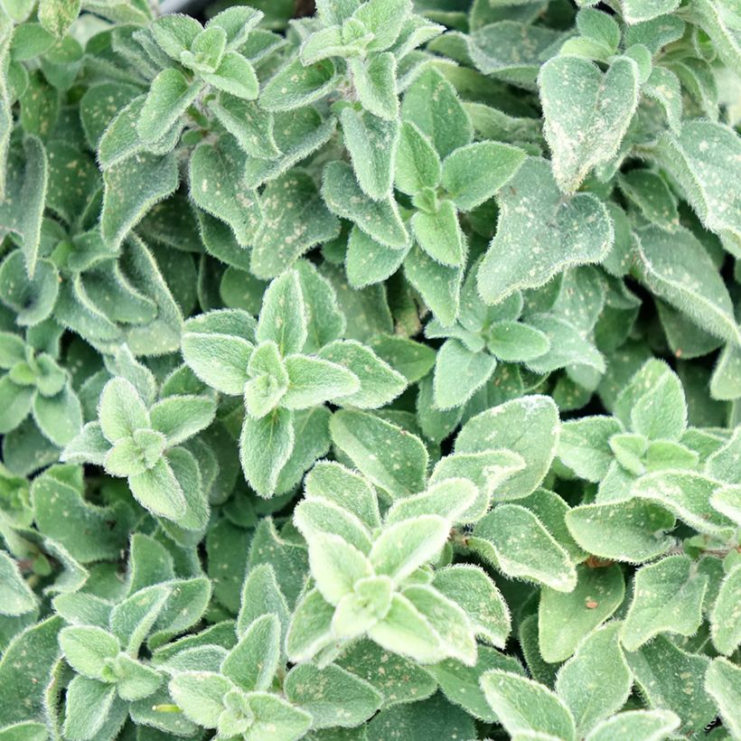 Gewöhnlicher Dost Hot and Spicy - Origanum vulgare (Laub)
