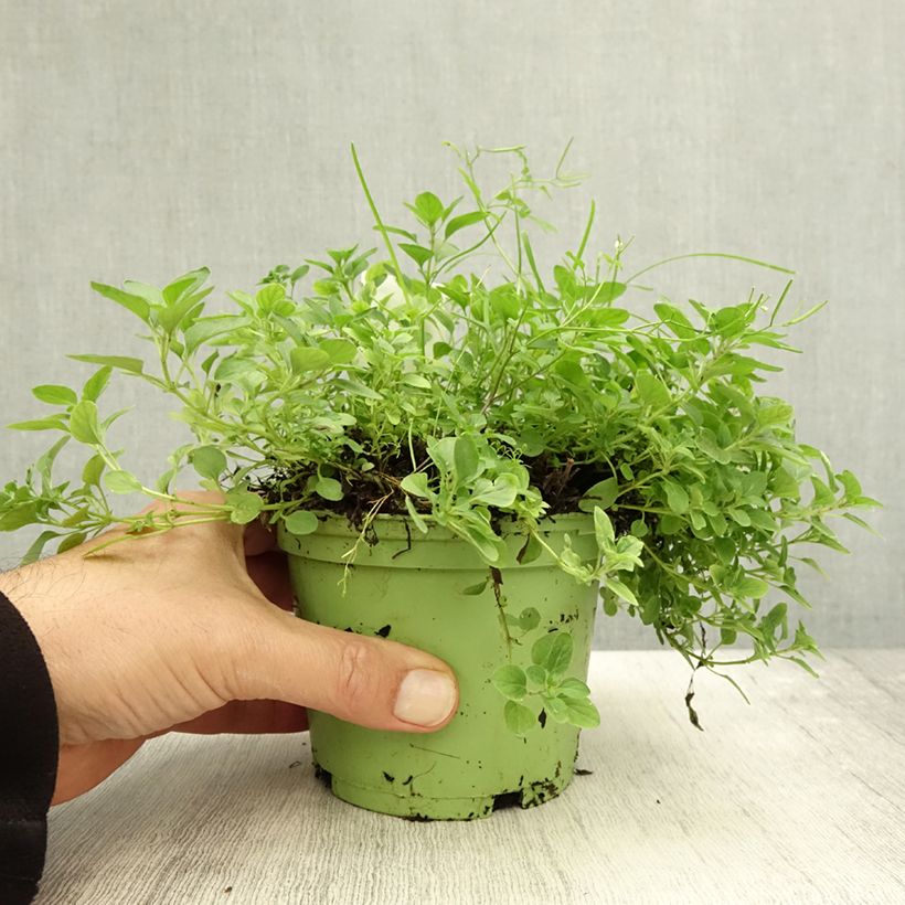 Exemplar von Gewöhnlicher Dost Bio - Origanum vulgare Topf mit 1L/1,5L wie im Herbst geliefert