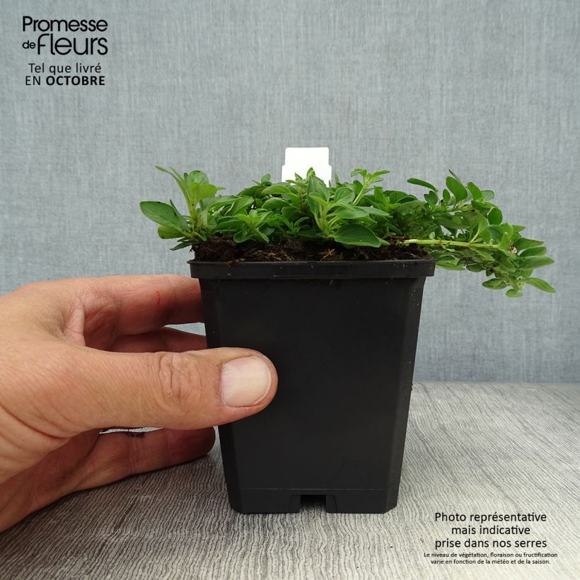 Exemplar von Gewöhnlicher Dost Compactum - Origanum vulgare Kleine Töpfe von 8/9 cm wie im Herbst geliefert