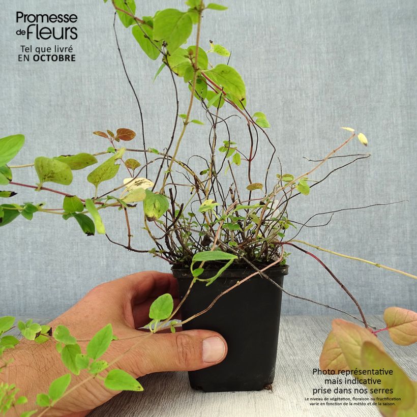 Exemplar von Gewöhnlicher Dost Bio - Origanum vulgare Kleine Töpfe von 8/9 cm wie im Herbst geliefert
