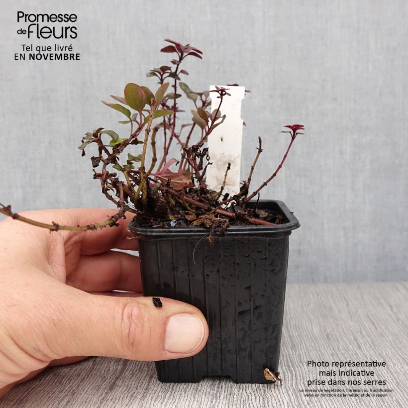 Exemplar von Blumen-Dost Herrenhausen - Origanum laevigatum Kleine Töpfe von 8/9 cm wie im Herbst geliefert