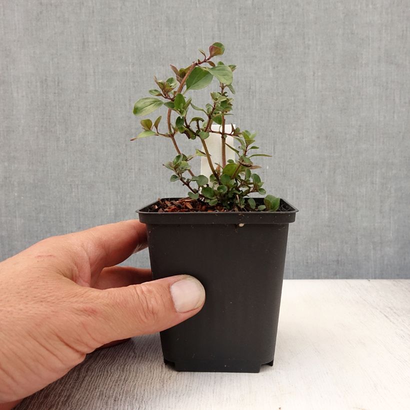 Exemplar von Blumen-Dost Herrenhausen - Origanum laevigatum Kleine Töpfe von 8/9 cm wie im Sommer geliefert