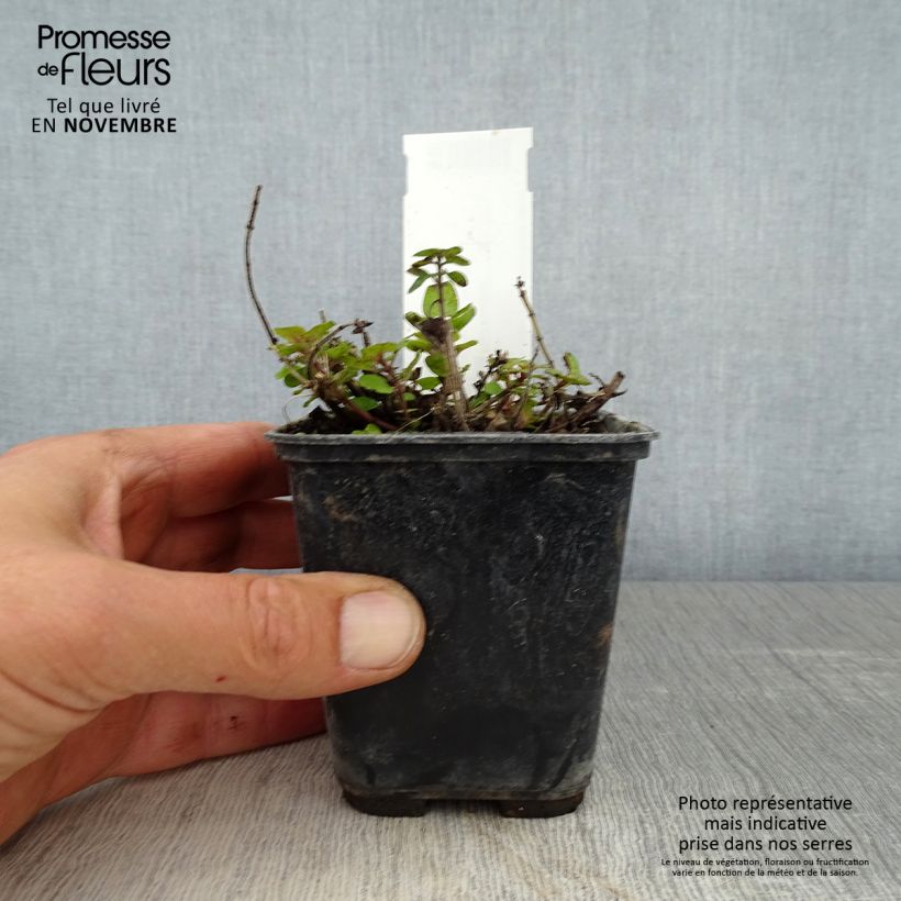 Exemplar von Majoran Pagoda Bells - Origanum majorana Kleine Töpfe von 8/9 cm wie im Herbst geliefert