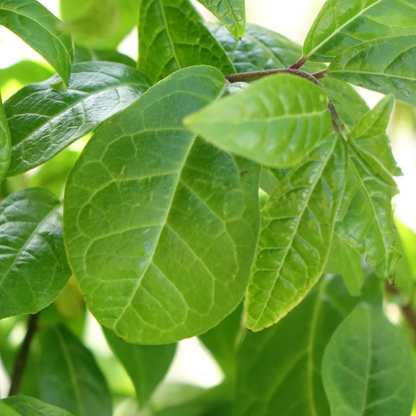 Japanische Fruchtstrauch - Orixa japonica (Laub)