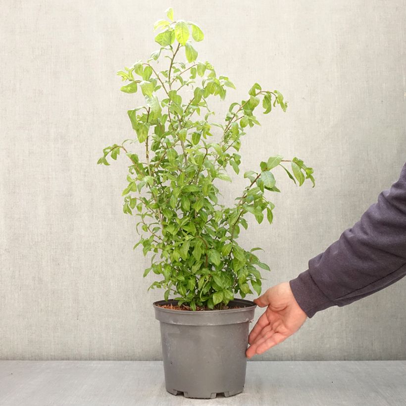 Exemplar von Japanische Fruchtstrauch - Orixa japonica Topf mit 4L/5L wie im Frühjahr geliefert