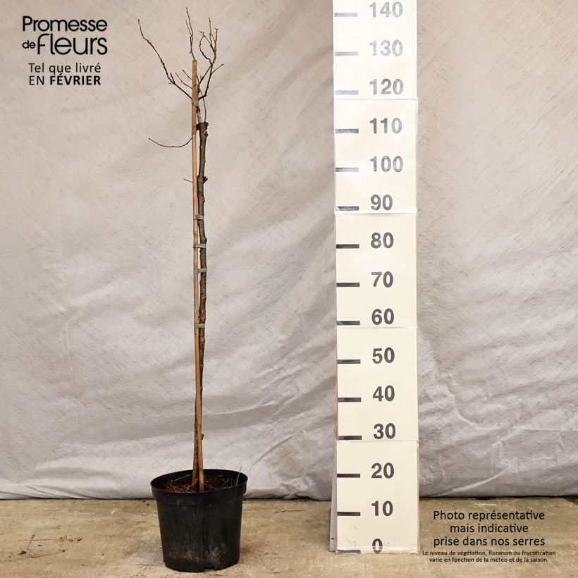 Exemplar von Berg-Ulme Nana - Ulmus glabra Topf mit 7,5L/10L wie im Winter geliefert