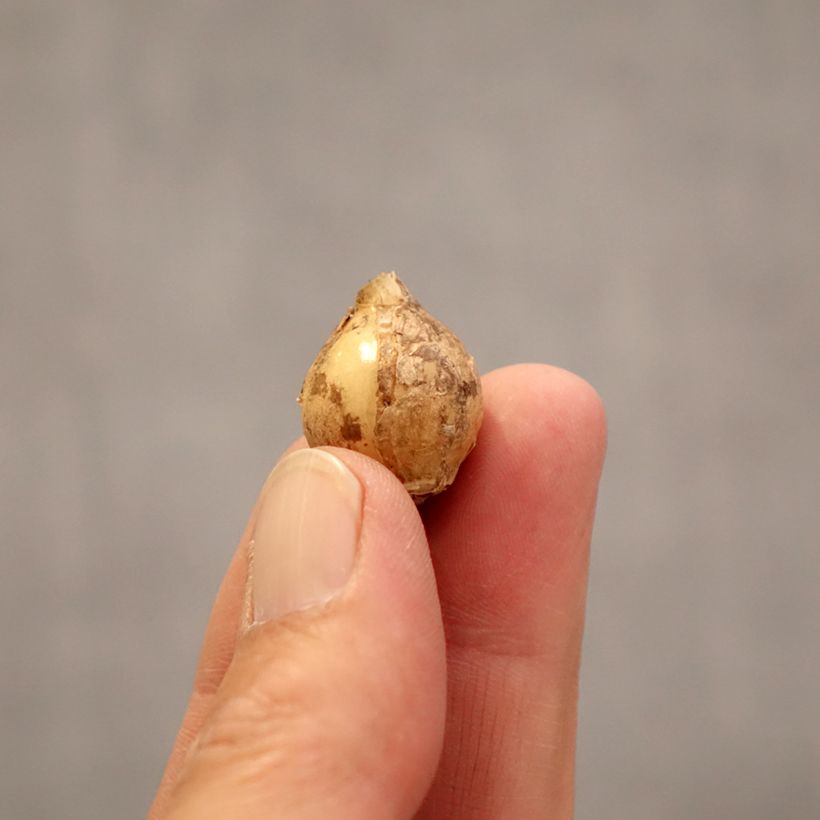 Exemplar von Ornithogalum balansae - Zapfenkopf Zwiebel Kaliber/Größe 5+ wie im Frühjahr geliefert