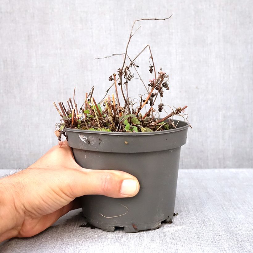 Exemplar von Ampfer (Pflanzen) - Rumex scutatus Topf mit 1,5L/2L wie im Herbst geliefert