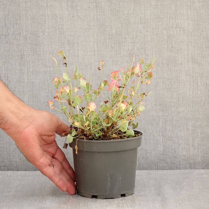 Exemplar von Ampfer (Pflanzen) - Rumex scutatus Topf mit 1,5L/2L wie im Sommer geliefert