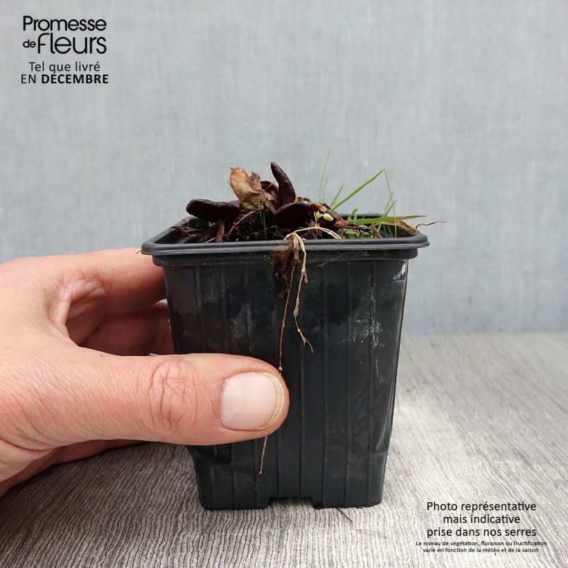 Exemplar von Ampfer Purpurea - Rumex scutatus Kleine Töpfe von 8/9 cm wie im Herbst geliefert