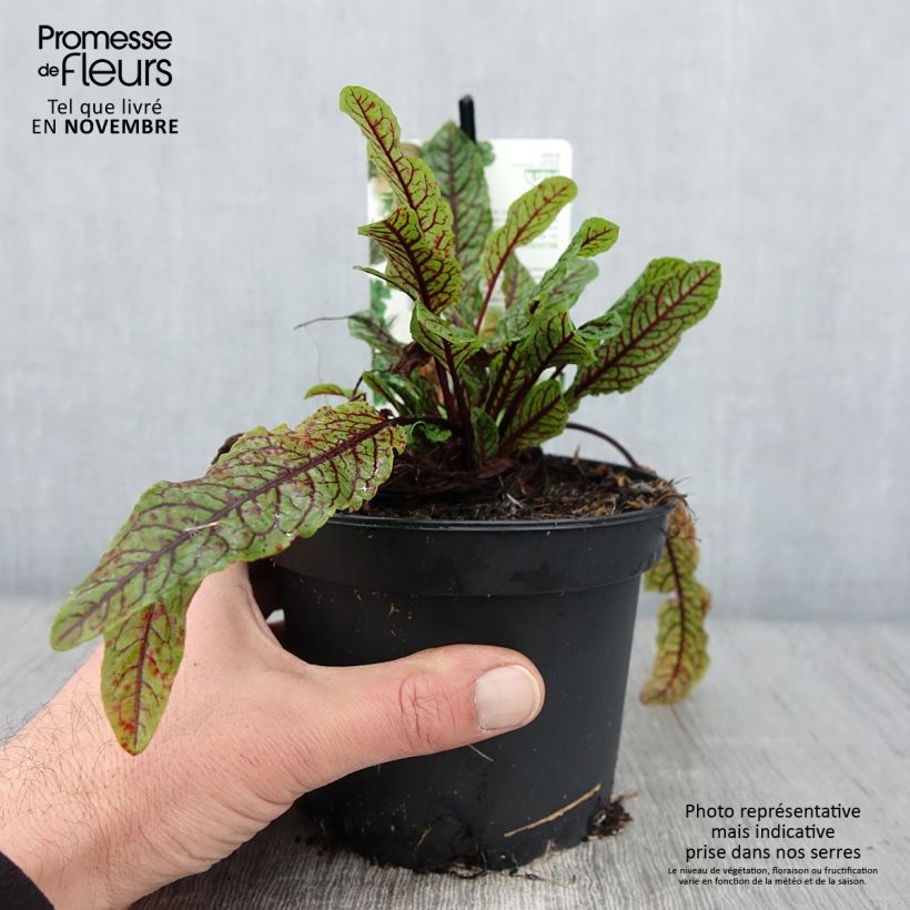 Exemplar von Ampfer - Rumex sanguineus Topf mit 1,5L/2L wie im Herbst geliefert