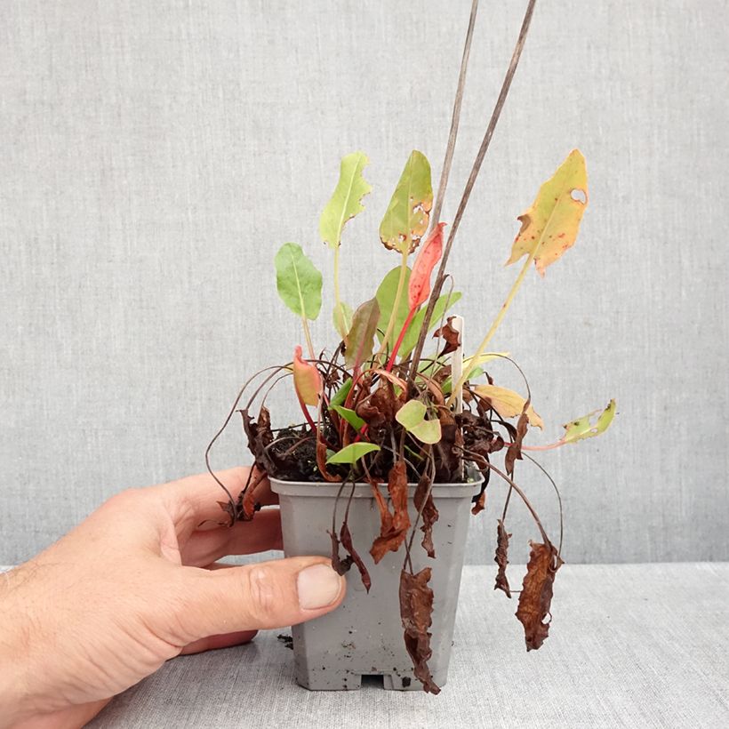 Exemplar von Ampfer - Rumex acetosa Kleine Töpfe von 8/9 cm wie im Herbst geliefert