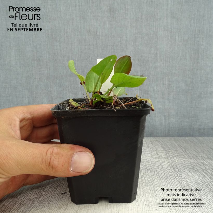 Exemplar von Ampfer - Rumex acetosa Kleine Töpfe von 8/9 cm wie im Sommer geliefert