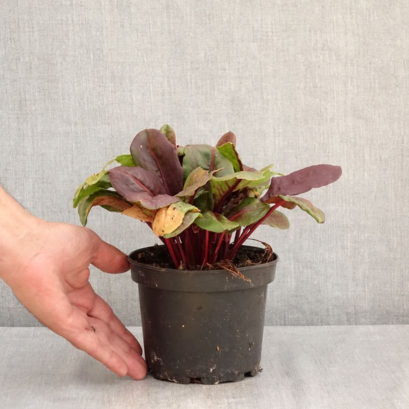 Exemplar von Ampfer Ruber - Rumex arifolius Topf mit 1,5L/2L wie im Sommer geliefert
