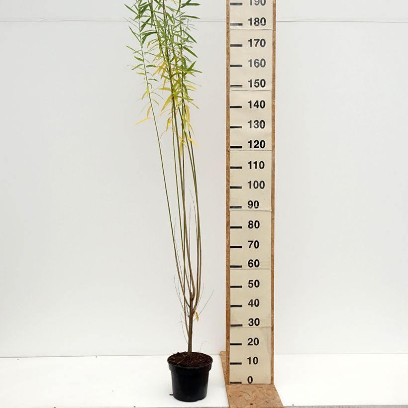 Exemplar von Purpur-Weide Howki  - Salix purpurea Topf mit 4L/5L wie im Herbst geliefert