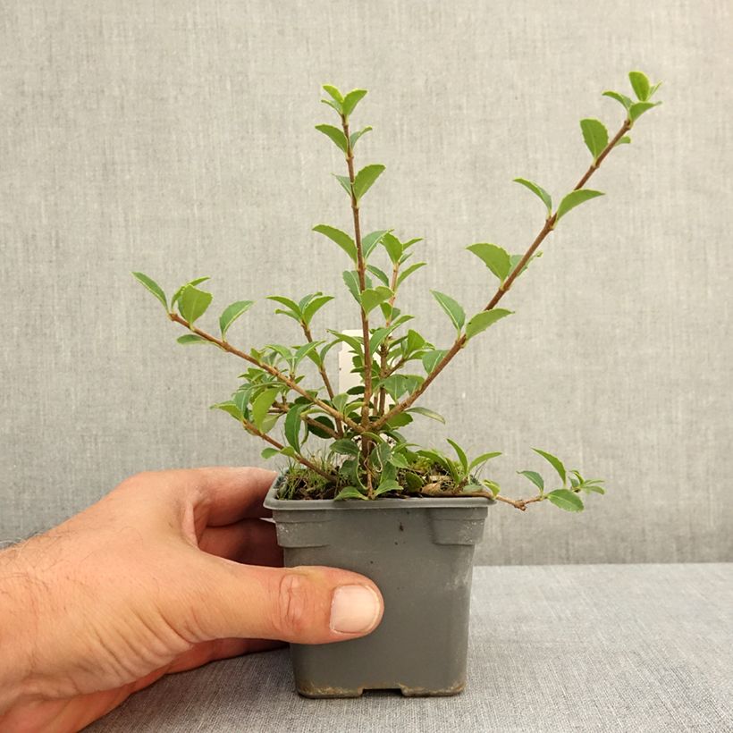 Exemplar von Delavays Duftblüte - Osmanthus delavayi Kleine Töpfe von 8/9 cm wie im Sommer geliefert