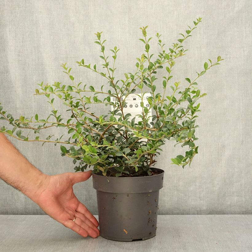 Exemplar von Delavays Duftblüte Perfume of Nature - Osmanthus delavayi Topf mit 3L/4L wie im Sommer geliefert