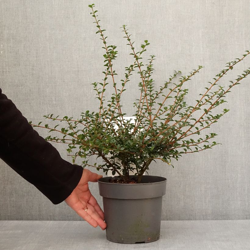 Exemplar von Delavays Duftblüte Perfume of Nature - Osmanthus delavayi Topf mit 3L/4L wie im Winter geliefert