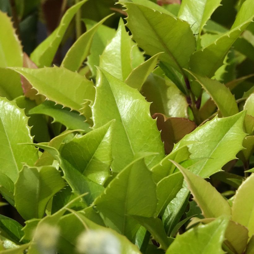 Duftblüte - Osmanthus fortunei (Laub)