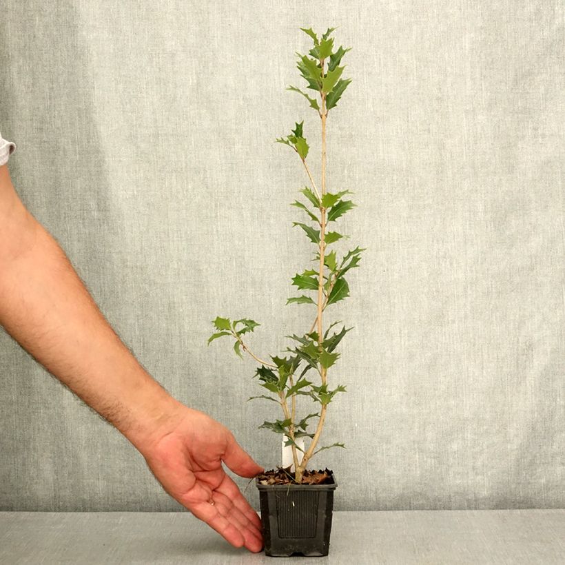 Exemplar von Stachelblättrige Duftblüte - Osmanthus heterophyllus Kleine Töpfe von 8/9 cm wie im Sommer geliefert
