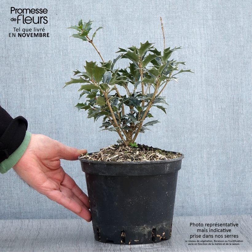 Exemplar von Stachelblättrige Duftblüte - Osmanthus heterophyllus Topf mit 3L/4L wie im Herbst geliefert