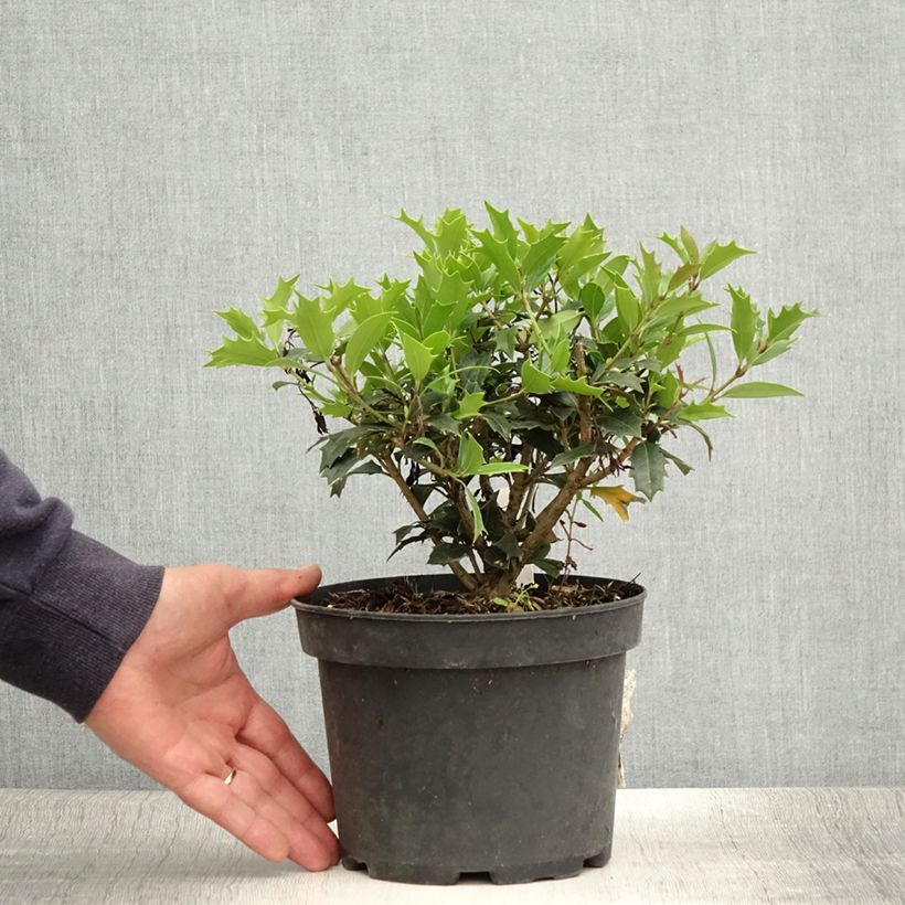Exemplar von Stachelblättrige Duftblüte - Osmanthus heterophyllus Topf mit 3L/4L wie im Sommer geliefert