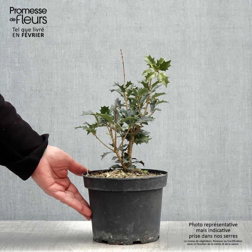 Exemplar von Stachelblättrige Duftblüte - Osmanthus heterophyllus Topf mit 3L/4L wie im Winter geliefert