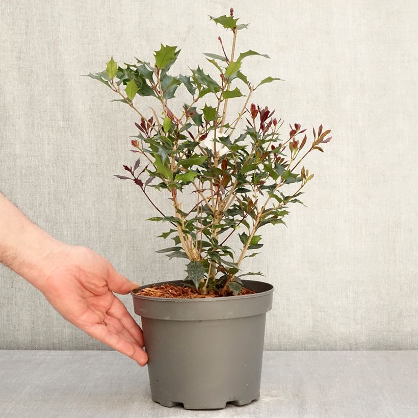 Exemplar von Stachelblättrige Duftblüte Purpureus - Osmanthus heterophyllus Topf mit 3L/4L wie im Frühjahr geliefert