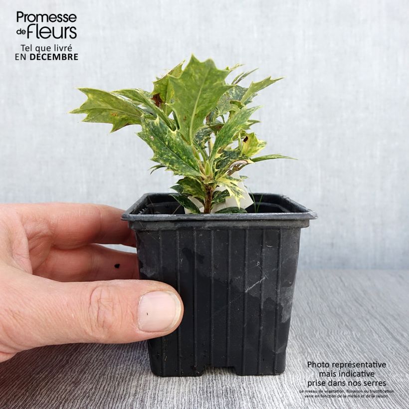 Exemplar von Stachelblättrige Duftblüte Tricolor - Osmanthus heterophyllus Kleine Töpfe von 8/9 cm wie im Herbst geliefert