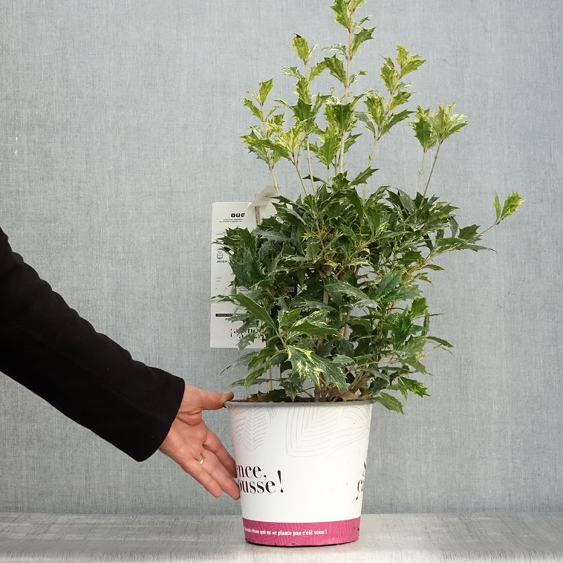 Exemplar von Stachelblättrige Duftblüte Tricolor - Osmanthus heterophyllus Topf mit 4L/5L wie im Herbst geliefert
