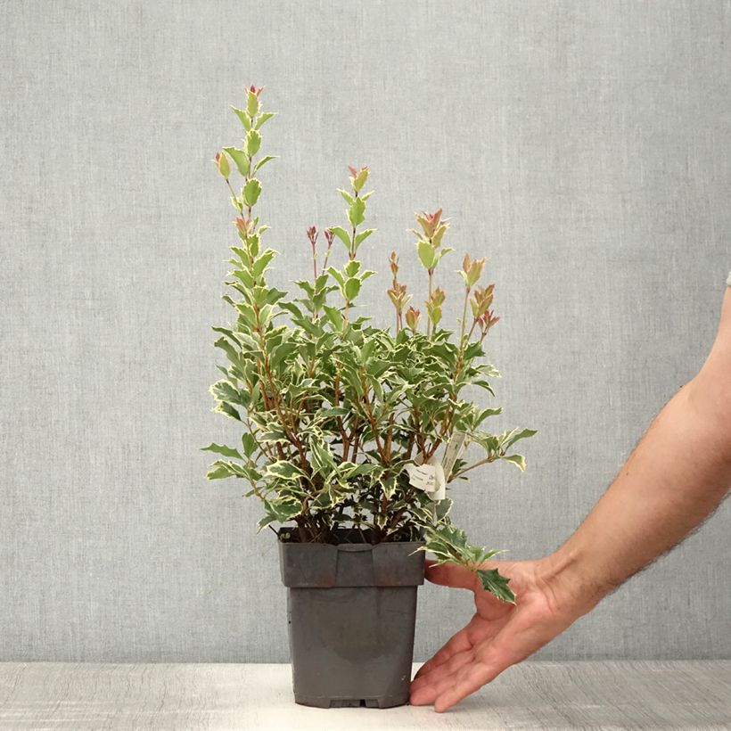 Exemplar von Stachelblättrige Duftblüte Variegatus - Osmanthus heterophyllus Topf mit 2L/3L wie im Sommer geliefert