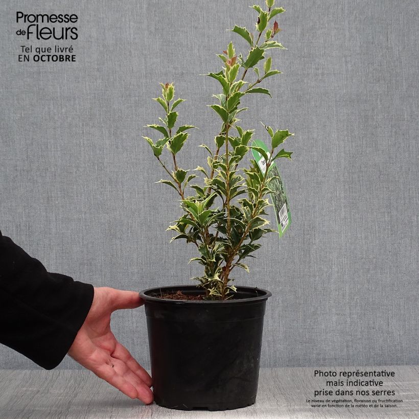Exemplar von Stachelblättrige Duftblüte Variegatus - Osmanthus heterophyllus Topf mit 3L/4L wie im Herbst geliefert