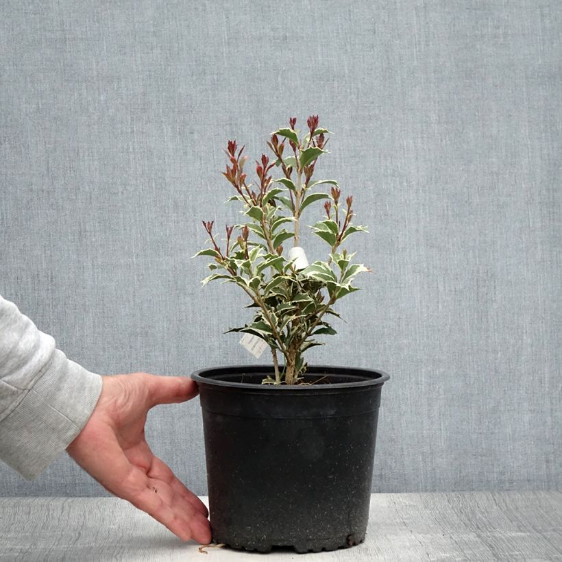 Exemplar von Stachelblättrige Duftblüte Variegatus - Osmanthus heterophyllus Topf mit 3L/4L wie im Sommer geliefert