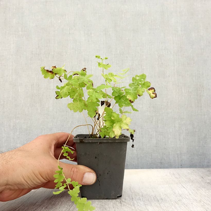 Exemplar von Osmunda claytoniana - Kronenfarn Kleine Töpfe von 8/9 cm wie im Herbst geliefert