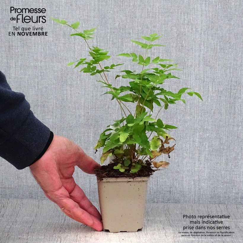 Exemplar von Osmunda japonica - Japanischer Königsfarn Kleine Töpfe von 8/9 cm wie im Herbst geliefert