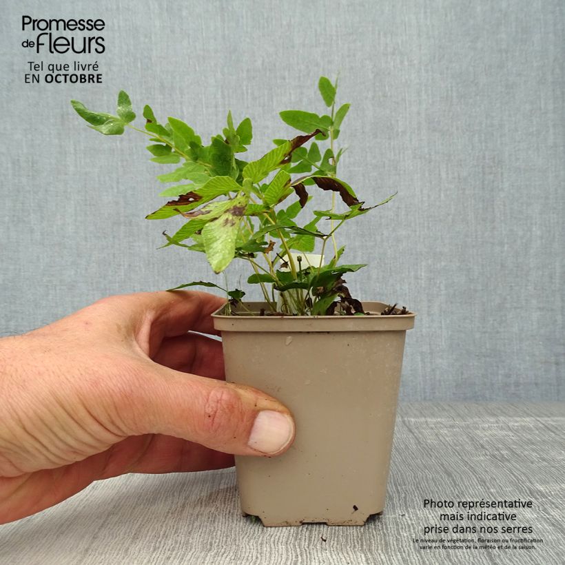 Exemplar von Osmunda regalis - Königsfarn Kleine Töpfe von 8/9 cm wie im Herbst geliefert