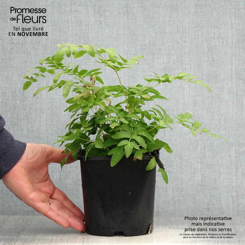 Exemplar von Osmunda regalis - Königsfarn Topf mit 2L/3L wie im Herbst geliefert
