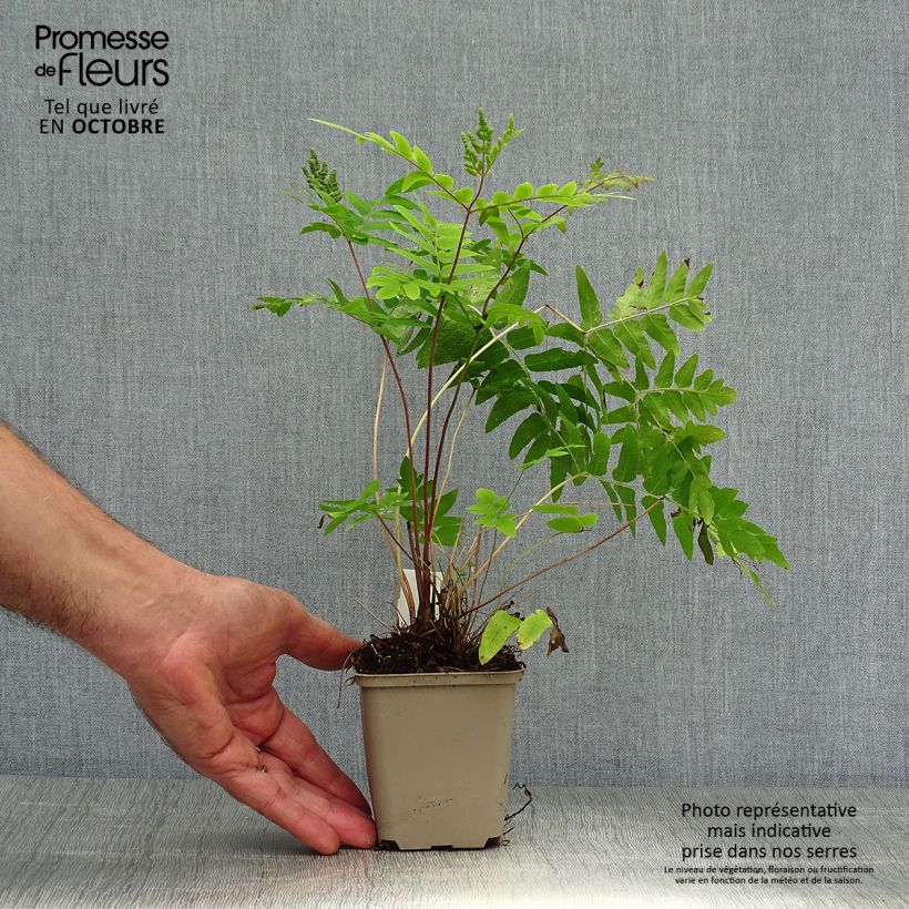 Exemplar von Osmunda regalis Purpurascens - Königsfarn Kleine Töpfe von 8/9 cm wie im Herbst geliefert