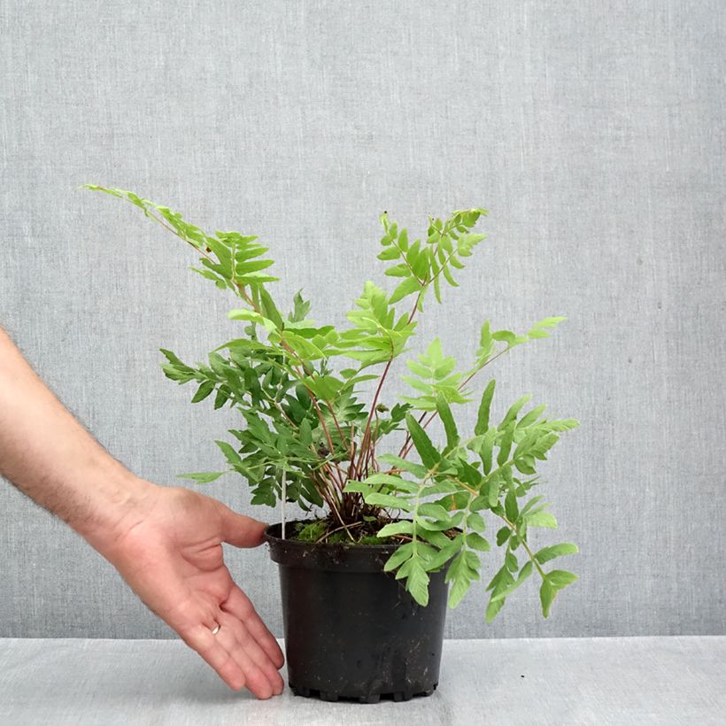 Exemplar von Osmunda regalis Purpurascens - Königsfarn Topf mit 2L/3L wie im Herbst geliefert