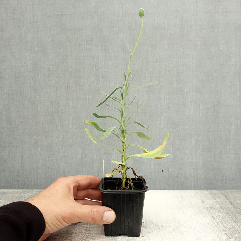 Exemplar von Othonnie - Othonna cheirifolia Kleine Töpfe von 8/9 cm wie im Herbst geliefert