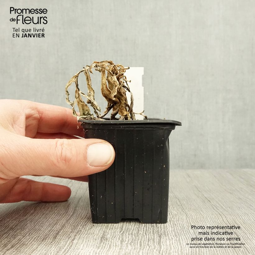 Exemplar von Othonnie - Othonna cheirifolia Kleine Töpfe von 8/9 cm wie im Winter geliefert