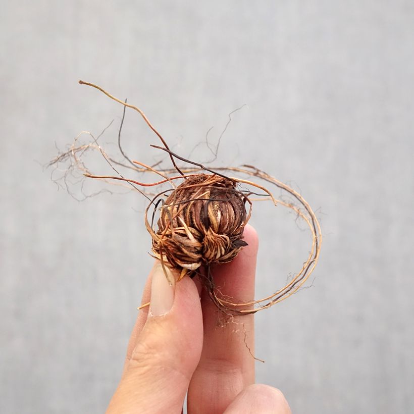 Exemplar von Sauerklee - Oxalis adenophylla Zwiebel Kaliber/Größe 6+ wie im Frühjahr geliefert