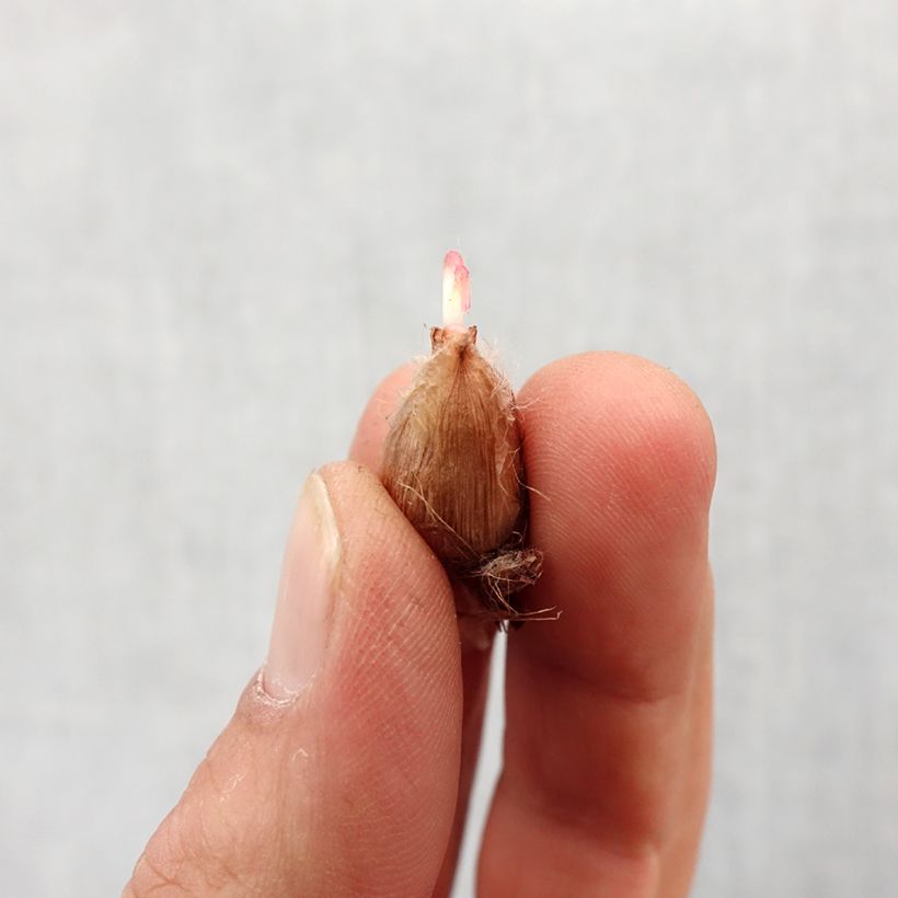 Exemplar von Sauerklee deppei - Oxalis Zwiebel Kaliber/Größe 4+ wie im Frühjahr geliefert