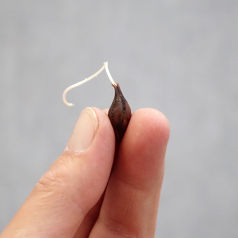 Exemplar von Sauerklee Censation Double Pink Wonder - Oxalis Zwiebel Kaliber/Größe I wie im Frühjahr geliefert