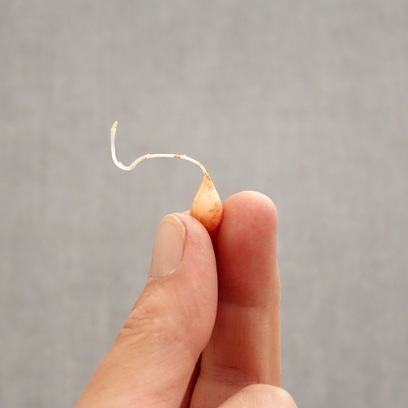 Exemplar von Sauerklee Gothenburg - Oxalis hirta Zwiebel Kaliber/Größe I wie im Frühjahr geliefert