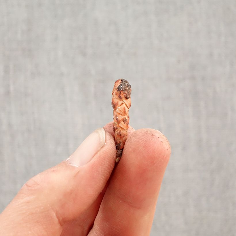 Exemplar von Dreieckiger Glücksklee subsp.papilionacea Amber - Oxalis triangularis Zwiebel Kaliber/Größe I wie im Frühjahr geliefert