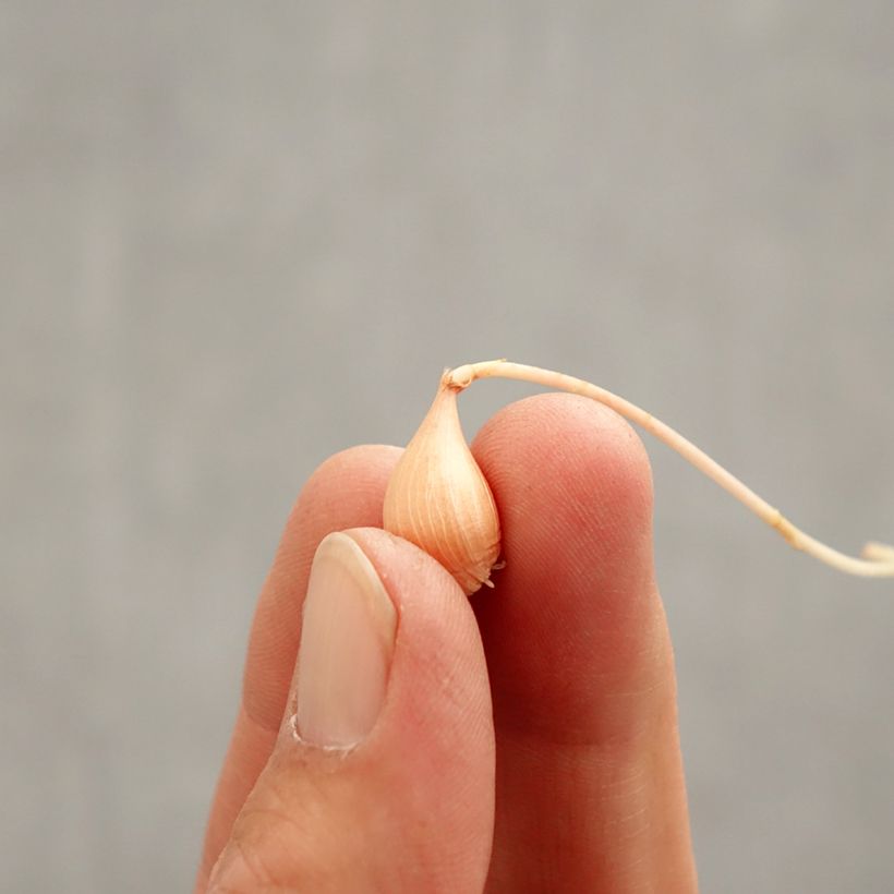 Exemplar von Zweifarbiger Sauerklee Autumn Pink - Oxalis versicolor Zwiebel Kaliber/Größe I wie im Frühjahr geliefert